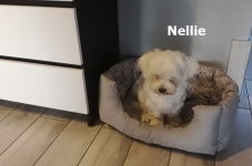 Nellie1