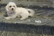 Sally1