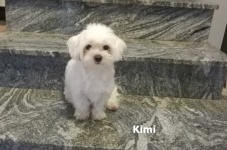 Kimi1