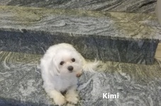 Kimi3