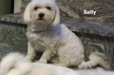 Sally3