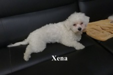 Xena1