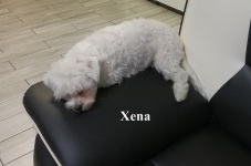 Xena2