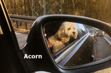 Acorn3