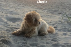 Cherie1