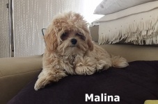 Malina1