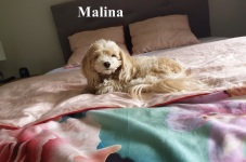 Malina16