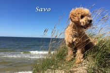 Savo6