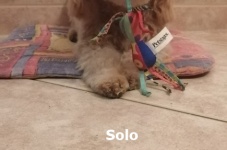 Solo1