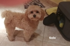 Solo2