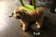 Tedi1