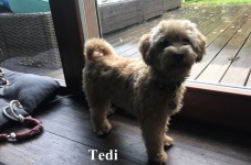 Tedi5